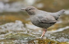 image of water_ouzel