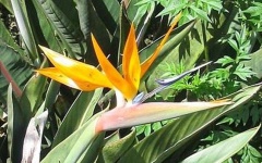 image of bird_of_paradise_flower #31