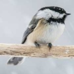 image of bird