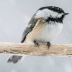 image of black_capped_chickadee #34