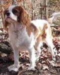 image of blenheim_spaniel