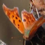 image of animal