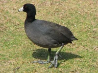 image of american_coot