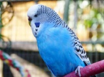 image of parakeet