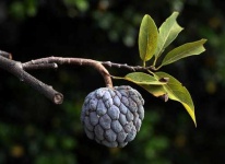 image of custard_apple