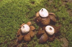 image of earthstar #10