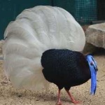 image of bird