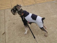 image of miniature_schnauzer