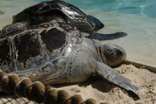 image of leatherback_turtle