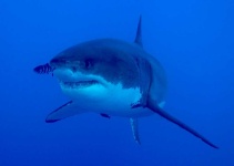 image of animal