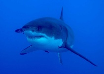 image of shark #11