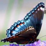 image of animal