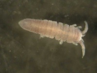 image of isopod