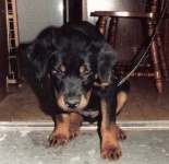 image of rottweiler