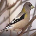 image of bird