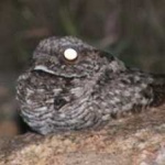 image of bird