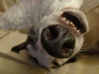 image of dog_nose
