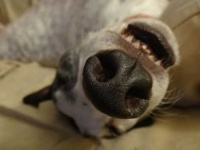 image of dog_nose #5