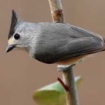 image of bird