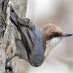 image of bird