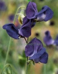 image of flower