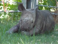 image of rhinoceros