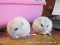 image of hamster