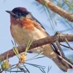 image of bird