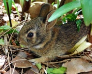 image of animal