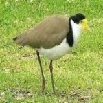 image of bird