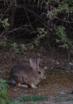 image of wood_rabbit