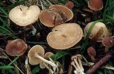 image of hen_of_the_woods