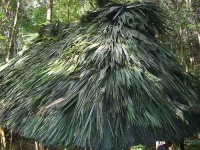 image of thatch