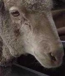 image of animal
