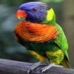 image of bird