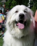 image of great_pyrenees