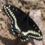 image of animal
