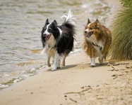 image of shetland_sheepdog