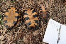 image of mud_turtle