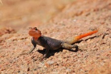 image of agama