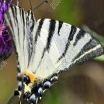 image of animal