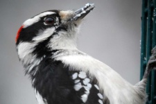 image of woodpecker #22