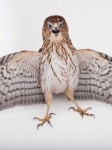 image of hawk