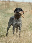 image of animal