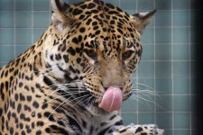 image of jaguar_car