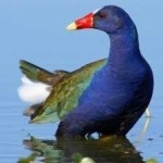 image of bird