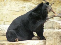 image of american_black_bear