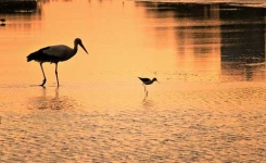 image of black_stork