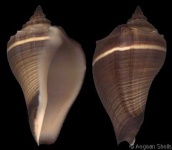 image of conch