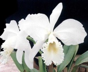image of flower